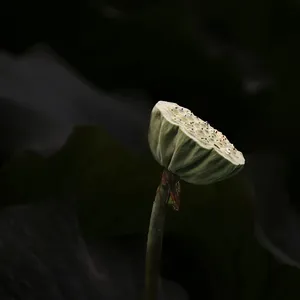 Seedy Saturday 2019